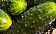 Carrefour Carrefour el mercado - pepino oferta