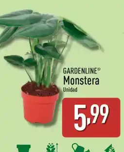 ALDI GARDENLINE Monstera oferta