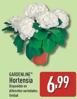 ALDI GARDENLINE Hortensia oferta