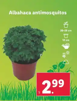 Lidl Albahaca antimosquitos oferta