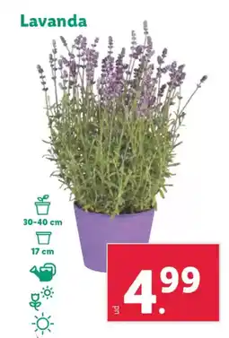 Lidl Lavanda oferta