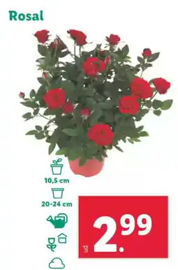 Lidl Rosal oferta