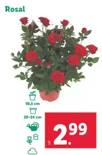 Lidl Rosal oferta
