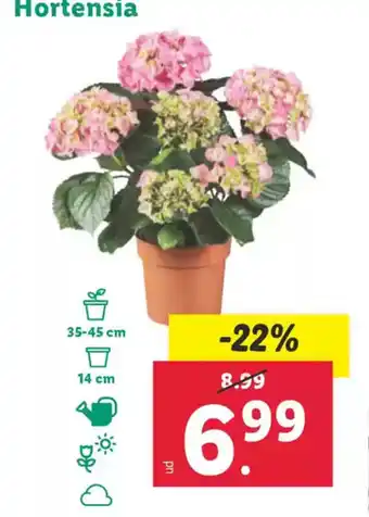 Lidl Hortensia oferta
