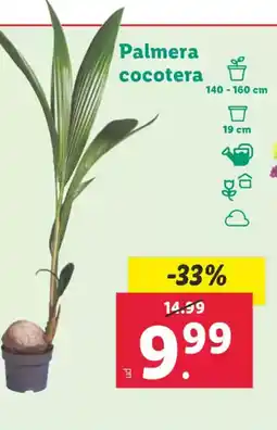 Lidl Palmera cocotera oferta