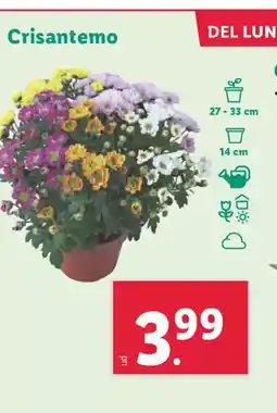 Lidl Crisantemo oferta