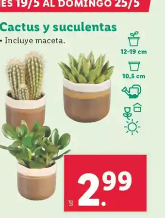 Lidl Cactus y suculentas oferta