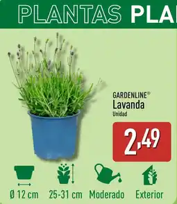 ALDI GARDENLINE Lavanda oferta
