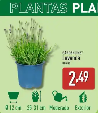 ALDI GARDENLINE Lavanda oferta