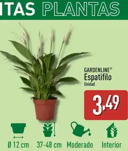 ALDI GARDENLINE Espatifilo oferta