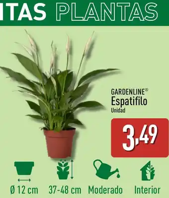ALDI GARDENLINE Espatifilo oferta