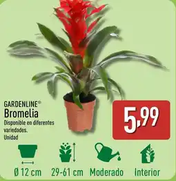 ALDI GARDENLINE Bromelia oferta