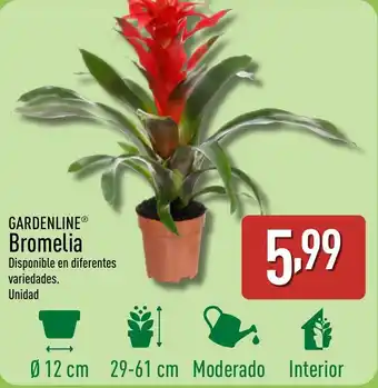 ALDI GARDENLINE Bromelia oferta