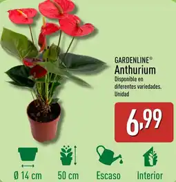 ALDI GARDENLINE Anthurium oferta