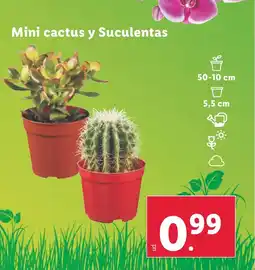 Lidl Mini cactus y Suculentas oferta
