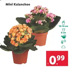 Lidl Mini Kalanchoe oferta