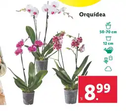 Lidl Orquídea oferta