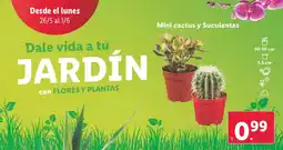 Lidl Mini cactus y Suculentas oferta
