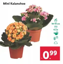 Lidl Mini Kalanchoe oferta