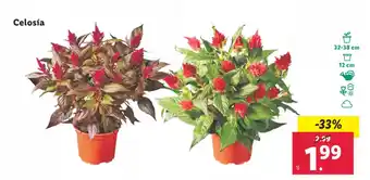 Lidl Celosía oferta