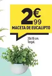 Centrakor Maceta de eucalipto oferta