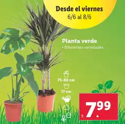 Lidl Planta verde oferta