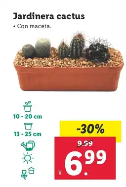 Lidl Jardinera cactus oferta