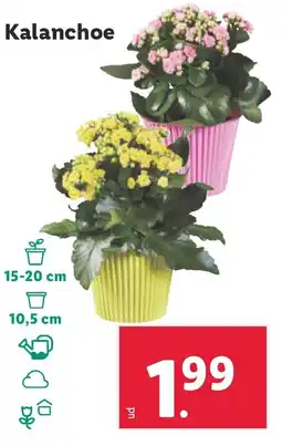 Lidl Kalanchoe oferta