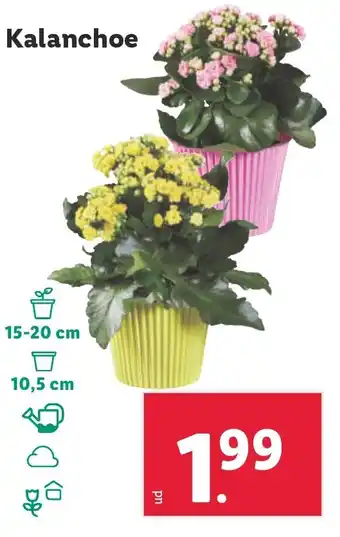 Lidl Kalanchoe oferta