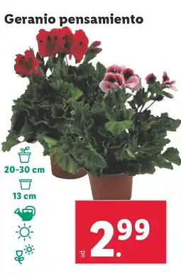 Lidl Geranio pensamiento oferta