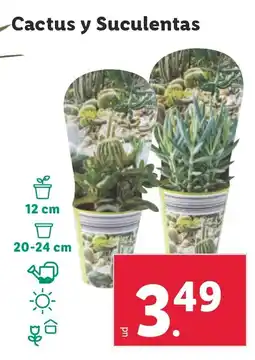 Lidl Cactus y Suculentas oferta