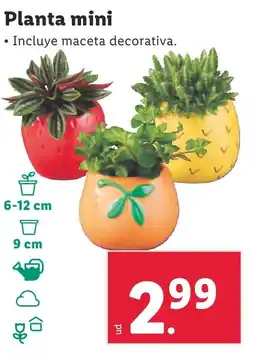 Lidl Planta mini oferta