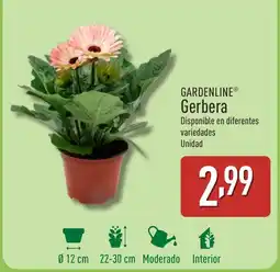ALDI GARDENLINE® Gerbera oferta