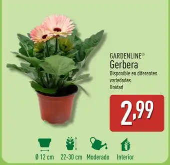 ALDI GARDENLINE® Gerbera oferta