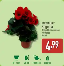 ALDI GARDENLINE Begonia oferta