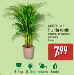ALDI GARDENLINE Planta verde oferta
