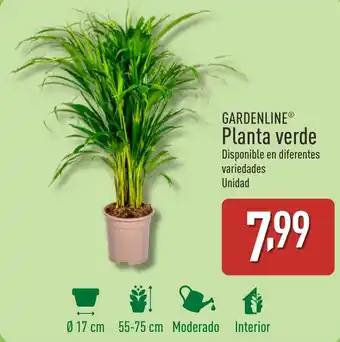 ALDI GARDENLINE Planta verde oferta