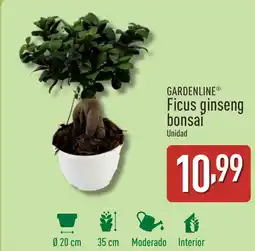 ALDI GARDENLINE Ficus ginseng bonsai oferta