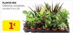 Alcampo Planta mix oferta
