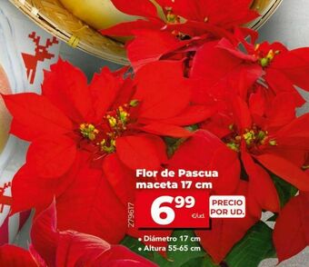 Dia Flor de pascua oferta