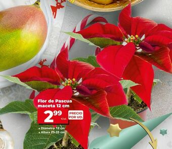 Dia Flor de pascua oferta