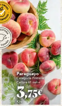Gadis Paraguayo oferta