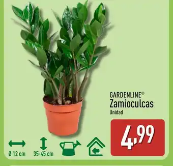 ALDI GARDENLINE Zamioculcas oferta
