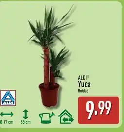 ALDI ALDI Yuca oferta