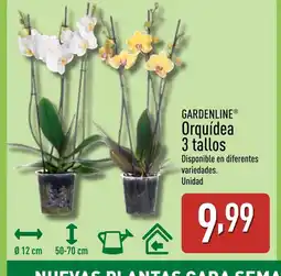 ALDI GARDENLINE Orquídea 3 tallos oferta