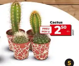 Dia Cactus oferta