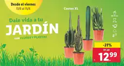 Lidl Cactus XL oferta
