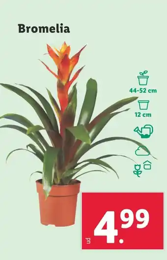 Lidl Bromelia oferta