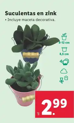 Lidl Suculentas en zink oferta