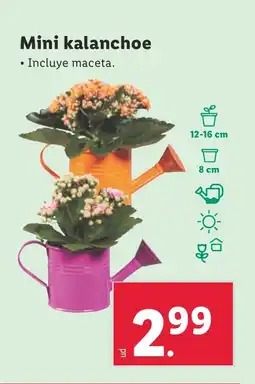 Lidl Mini kalanchoe oferta